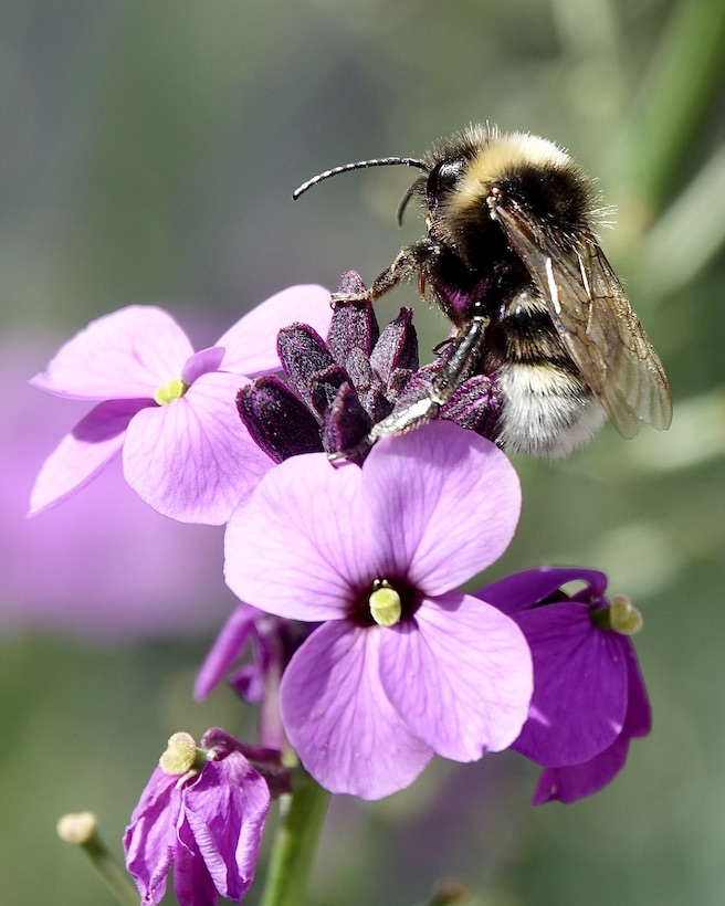 bumblebee